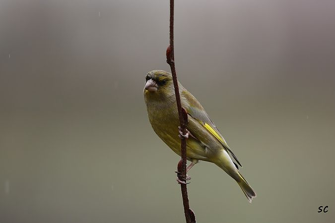 Verdier d'Europe  - Stéphane Corcelle
