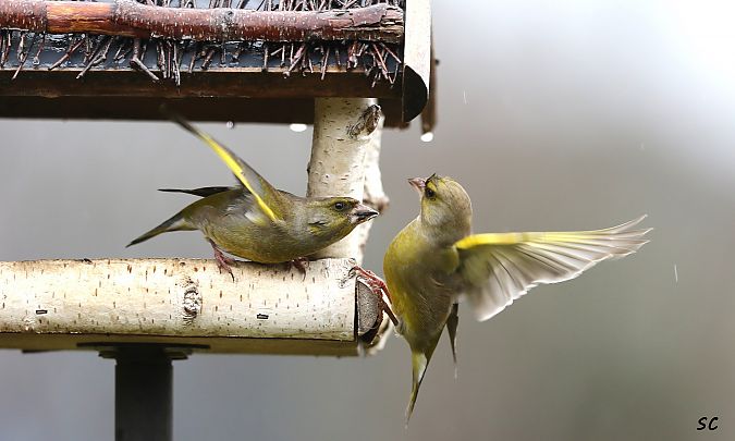 Verdier d'Europe  - Stéphane Corcelle
