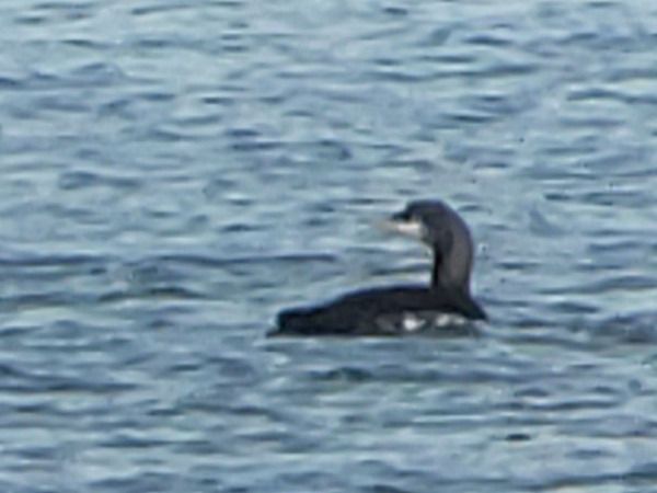 Plongeon du Pacifique  - Adrien Mauss