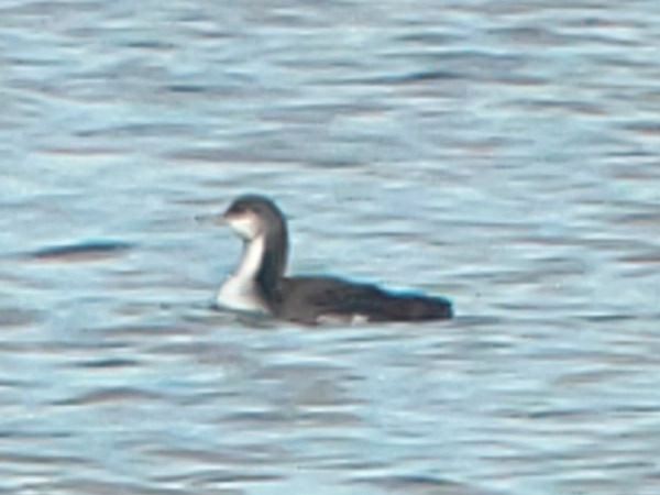 Plongeon du Pacifique  - Adrien Mauss