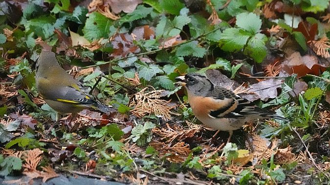 Pinson du Nord  - Annie Grelle