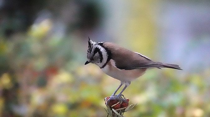Mésange huppée  - Annie Grelle