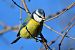 Mésange bleue (Cyanistes caeruleus) © Céline Grassi