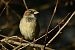 Moineau domestique (Passer domesticus) © Céline Grassi