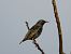 Étourneau sansonnet (Sturnus vulgaris) © Yvan Le Cossec