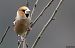 Grosbec casse-noyaux (Coccothraustes coccothraustes) © Claude Garnier