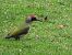 Pic vert (Picus viridis) © Marc-Antoine Mallet