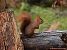 Ecureuil roux (Sciurus vulgaris) © Bruno Foulard