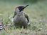 Pic vert (Picus viridis) © Jean Remiosz