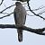 Épervier d'Europe (Accipiter nisus) © Josy Mathieu