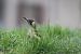 Pic vert (Picus viridis) © Stéphane Corcelle