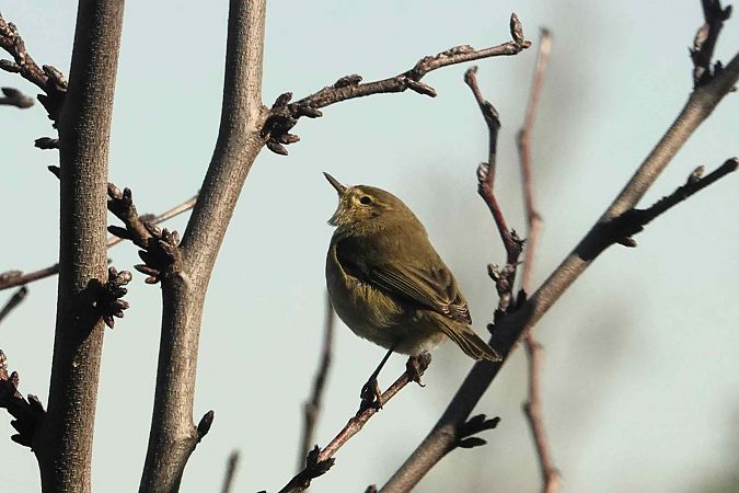 Pouillot véloce  - Michel Denarié