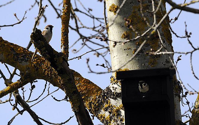 Moineau friquet  - Patrick Subit