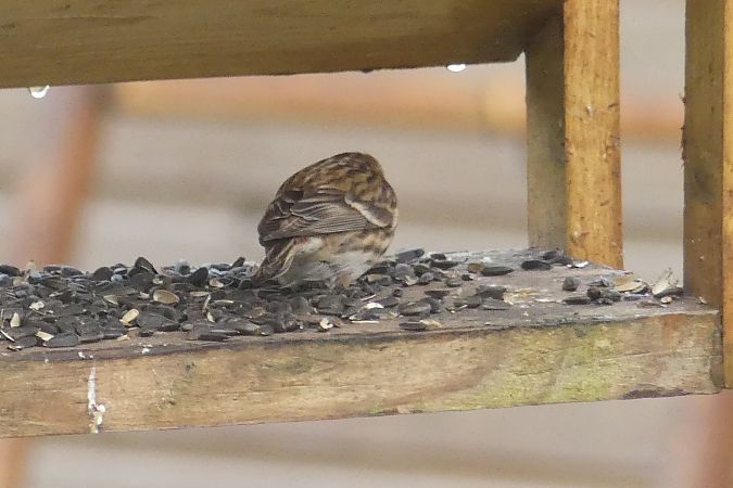 Sizerin flammé / cabaret  - Benoît Duchenne