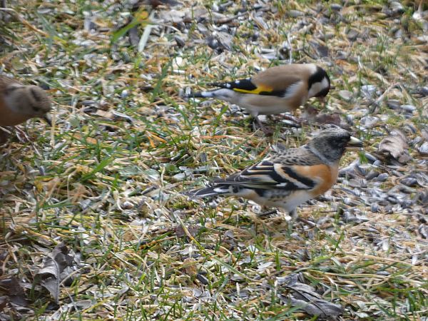 Pinson du Nord  - Maryse Leroy