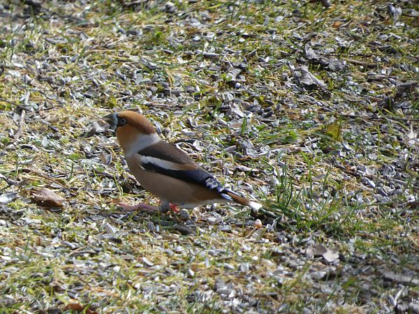 Grosbec casse-noyaux  - Maryse Leroy