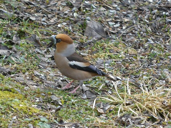 Grosbec casse-noyaux  - Maryse Leroy