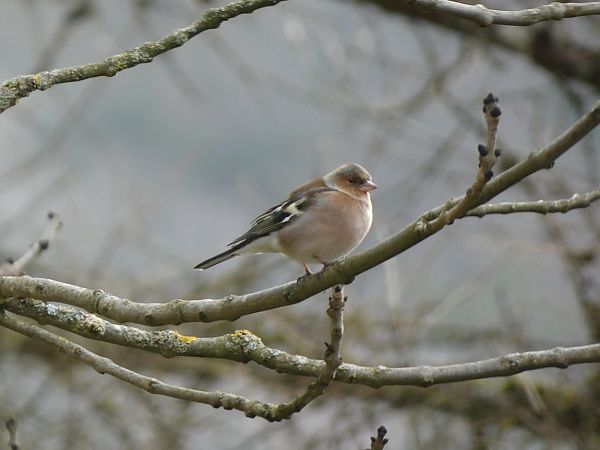 Pinson des arbres  - Maryse Leroy