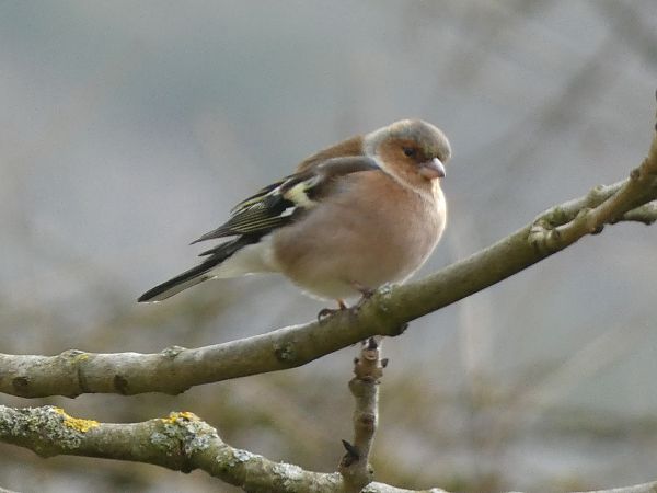 Pinson des arbres  - Maryse Leroy