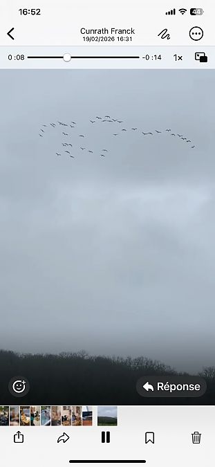 Grue cendrée  - Frederique Cunrath