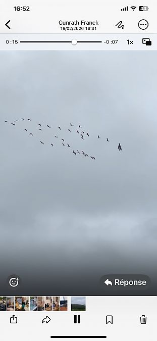 Grue cendrée  - Frederique Cunrath