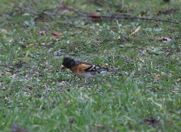 Pinson du Nord  - Nicole Deschaume