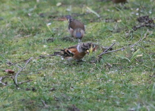 Pinson du Nord  - Nicole Deschaume