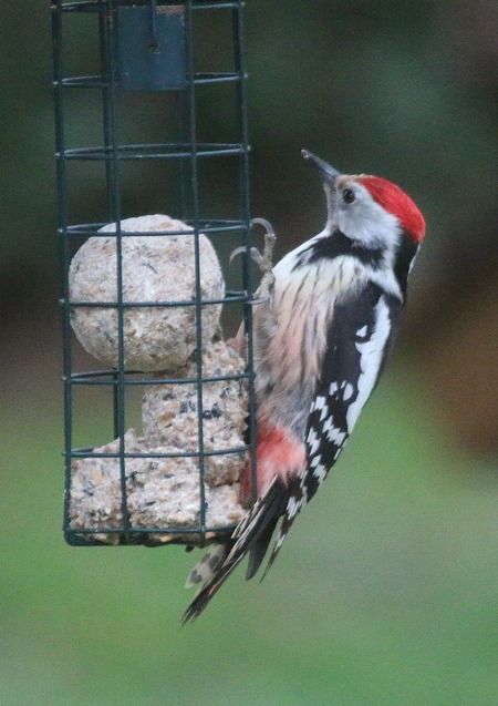 Pic mar  - Nicole Deschaume