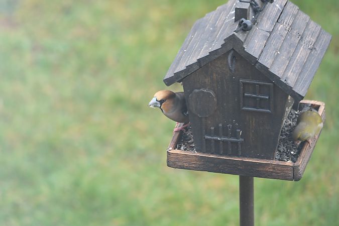 Grosbec casse-noyaux  - Lysianne et Michel Hainaut