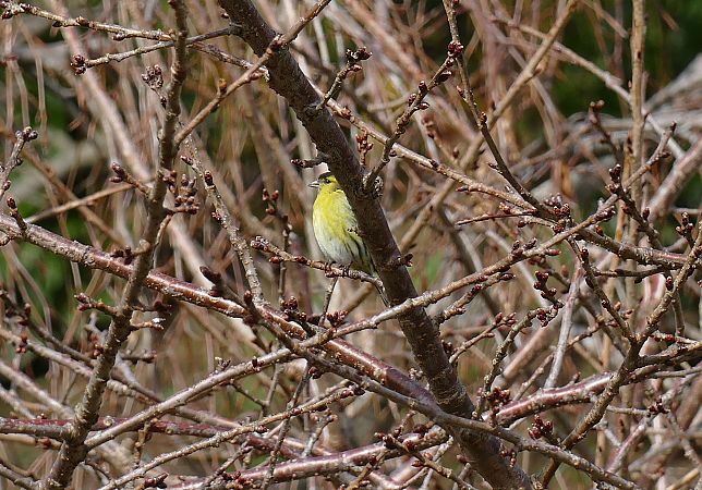Tarin des aulnes  - Mickael Pelletier