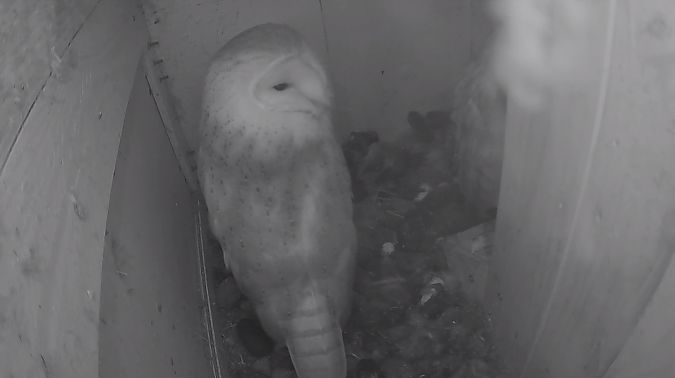 Effraie des clochers  - Paul Masquin