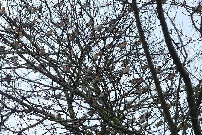 Pinson du Nord  - Francoise Bonnet