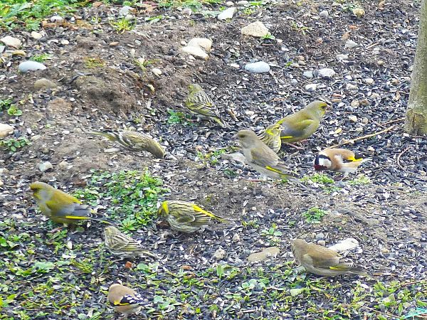 Serin cini  - Therese Frechard