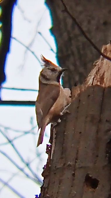 Mésange huppée  - Laurent Pascual-Le Tallec