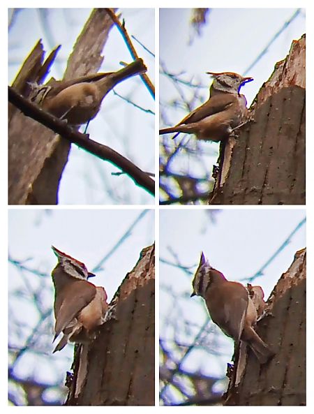 Mésange huppée  - Laurent Pascual-Le Tallec
