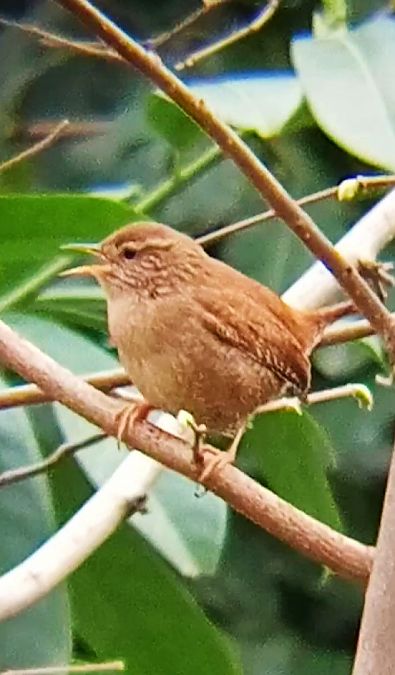 Troglodyte mignon  - Laurent Pascual-Le Tallec