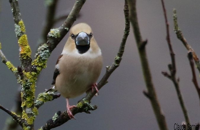 Grosbec casse-noyaux  - Claude Garnier