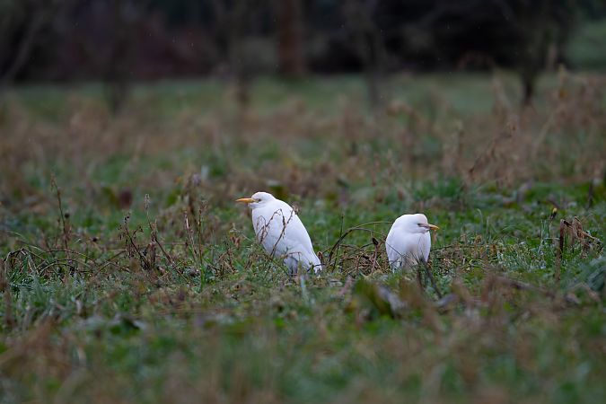 Héron garde-boeufs  - Philippe Dupuis