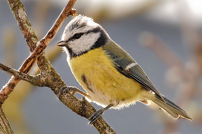 Mésange bleue  - Xavier Herrier