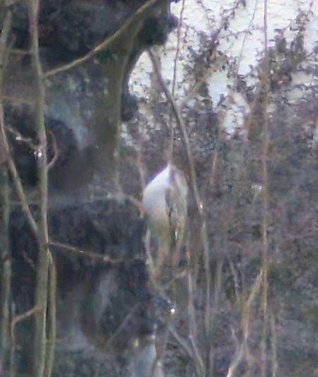 Grimpereau indéterminé  - Emmanuelle Quedeville