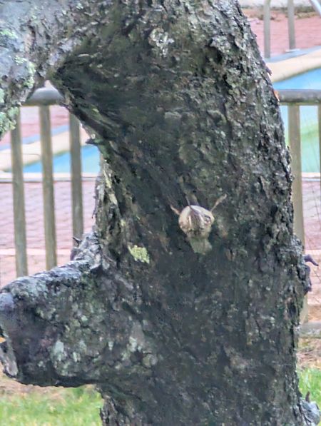 Grimpereau indéterminé  - Emmanuelle Quedeville