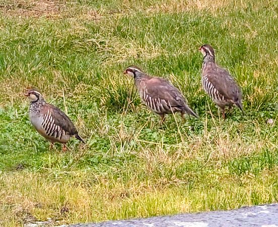 Perdrix rouge  - Emmanuelle Quedeville