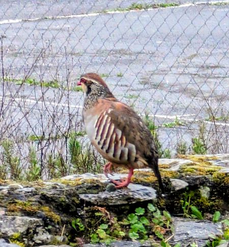 Perdrix rouge  - Emmanuelle Quedeville