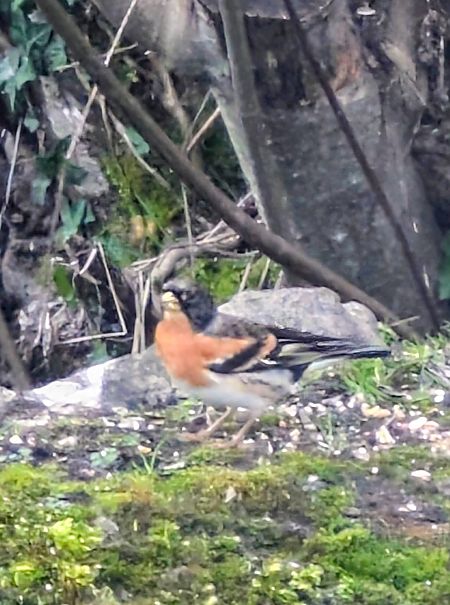 Pinson du Nord  - Emmanuelle Quedeville