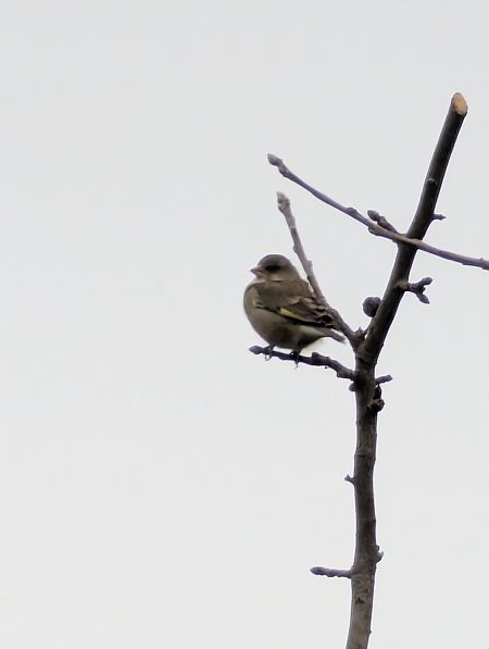 Verdier d'Europe  - Emmanuelle Quedeville