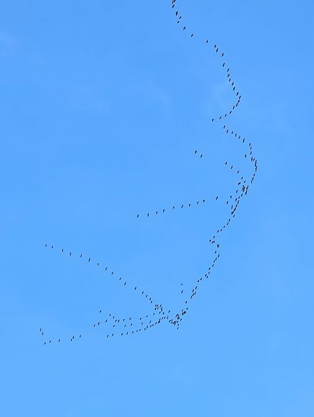Grue cendrée  - Emmanuelle Quedeville