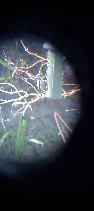 Mésange à longue queue  - Jean Pierre Defond