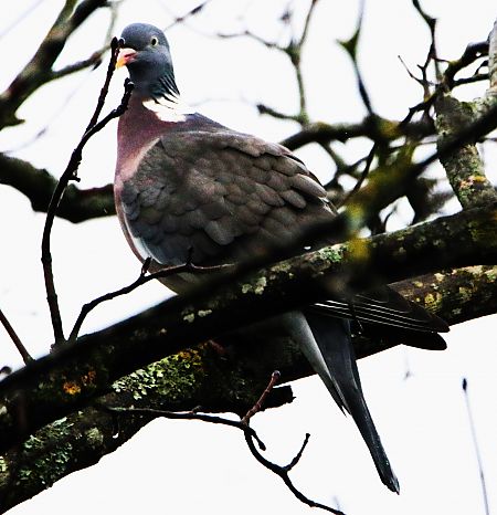 Pigeon ramier  - Pierre & Carmen Noël / Pixner