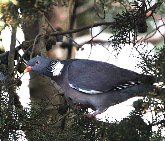 Pigeon ramier  - Pierre & Carmen Noël / Pixner