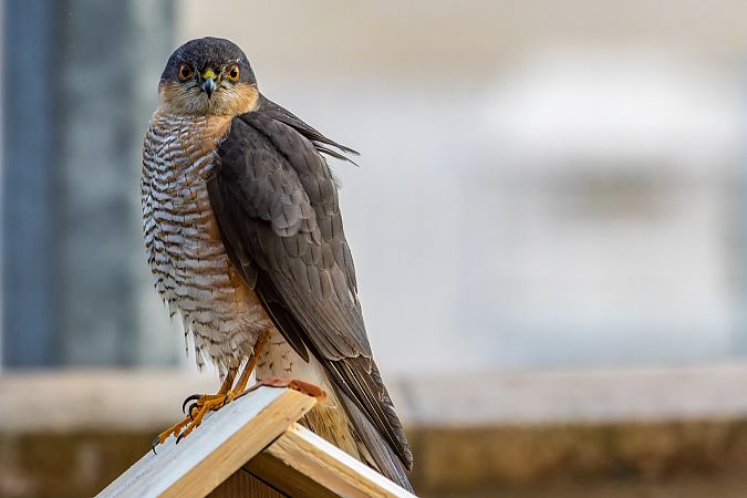 Épervier d'Europe  - Raymond Degut